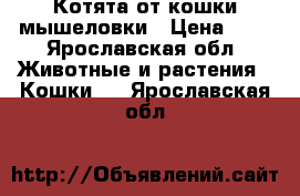 Котята от кошки мышеловки › Цена ­ 0 - Ярославская обл. Животные и растения » Кошки   . Ярославская обл.